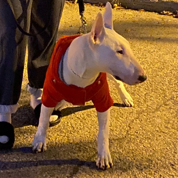 Silver Paw Soft Doggy Sweater - Picture 15 of 15